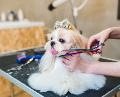 Estética Pet
