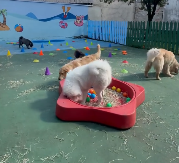 Creche Pet